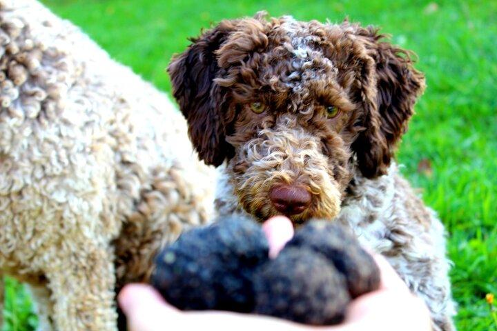 Truffle Hunting & Lunch halfway from Parma to Cinque Terre