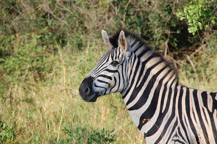 1 Day shared Safari Trip to Mikumi Np from Dar es salaam by Train