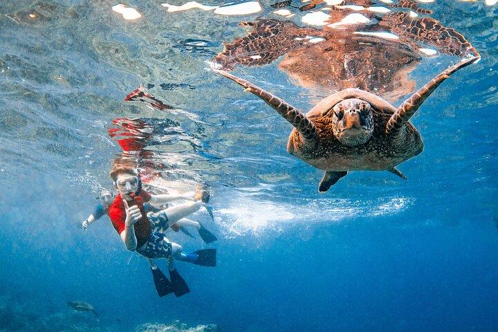 Maui: Molokini Crater and Turtle Town Snorkeling From Kihei