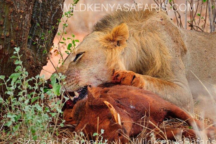 3 Days Private Tsavo East and West with Mzima Springs Safari