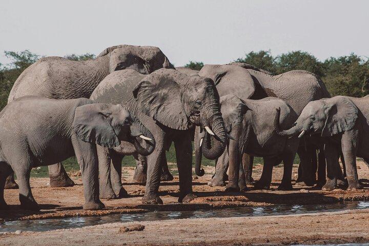 Overnight safari to Amboseli National Park from Nairobi
