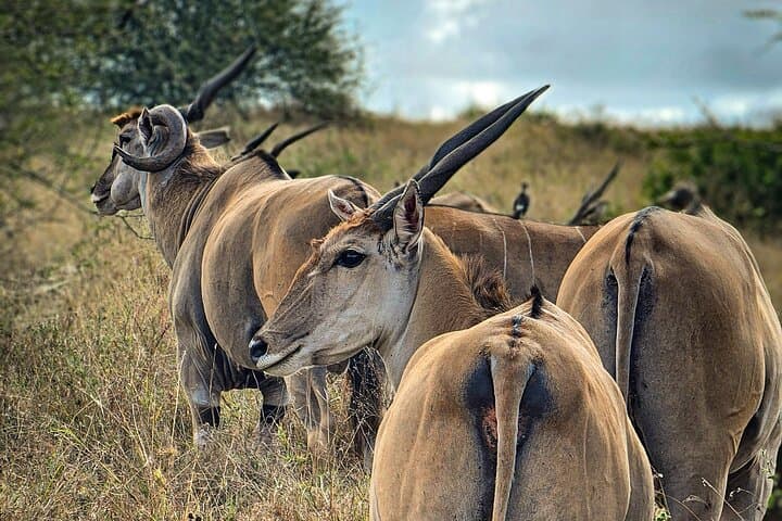 Private Safari Tour : Nairobi National Park