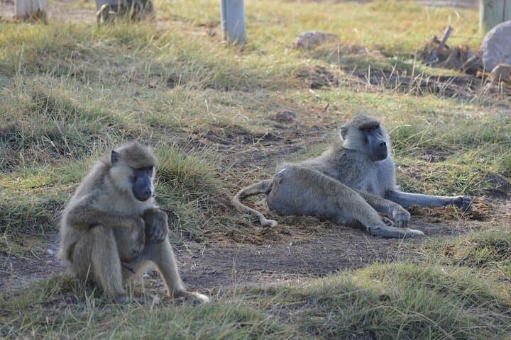 3 - Day classic safari to Masai Mara with optional Masai Village