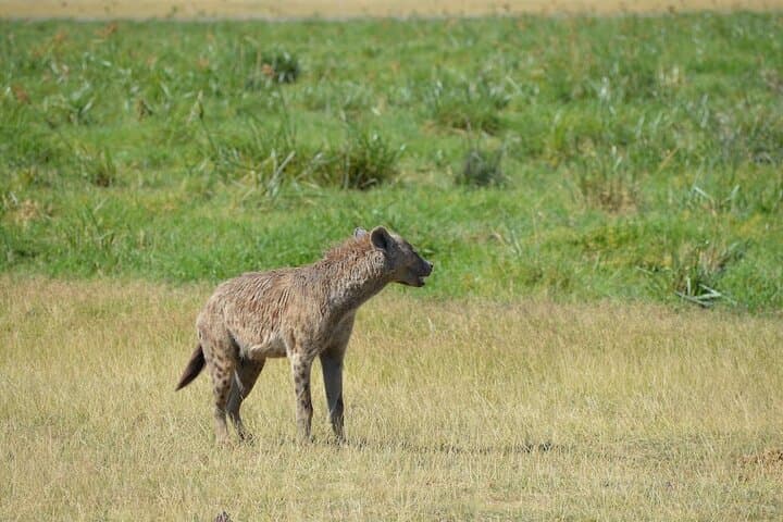 3- Day Exploring Giants and Golden Sunsets in Amboseli