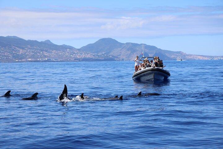 Whale and Dolphin Watching Tour from Funchal
