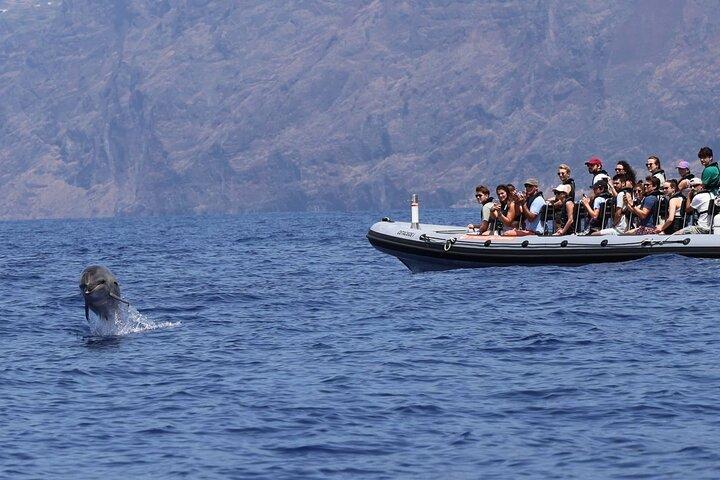 Whale and Dolphin Watching Tour from Funchal