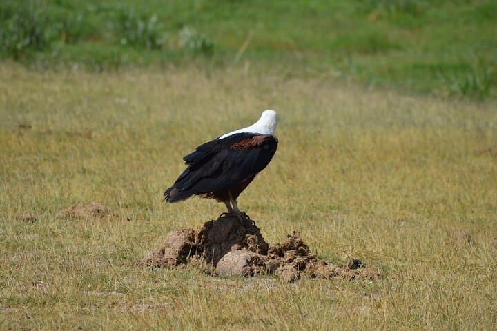 3- Day Exploring Giants and Golden Sunsets in Amboseli