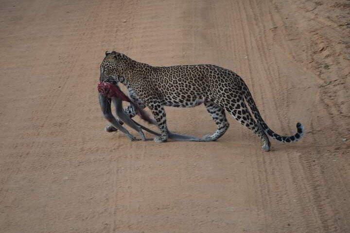 Private Yala Safari Full or Half Day Leopard Tour