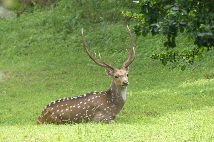 Private Yala Safari Full or Half Day Leopard Tour