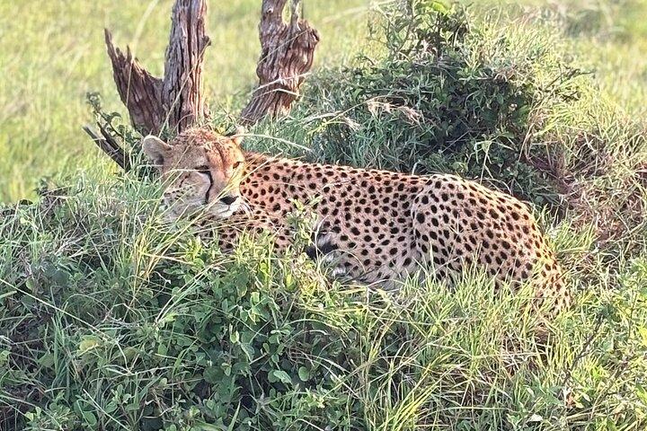 3 Days, 2 nights Maasai Mara Guided Private Safari