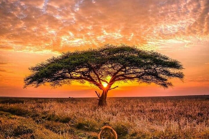 Maasai Mara Overnight Trip