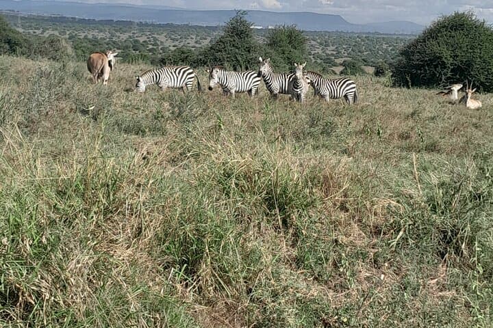 Three days two nights Masai Mara with pickup