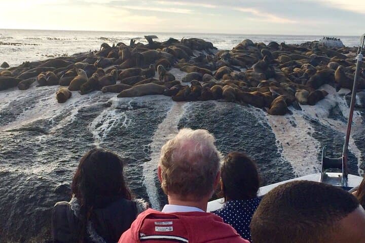 Cape Town Hop On Hop Off Bus and Seal Island Cruise Adventure