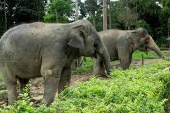 Full Day Elephant Sanctuary Tour with lunch Local food
