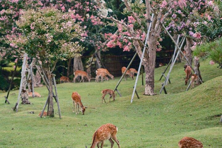 Kyoto&Nara Private Highlights Tour with English driver