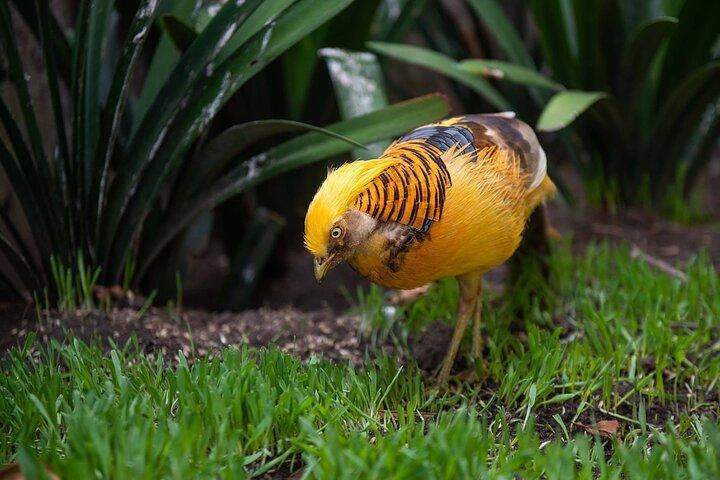 Cape Town Hop-on Hop-off & World of Birds Combo