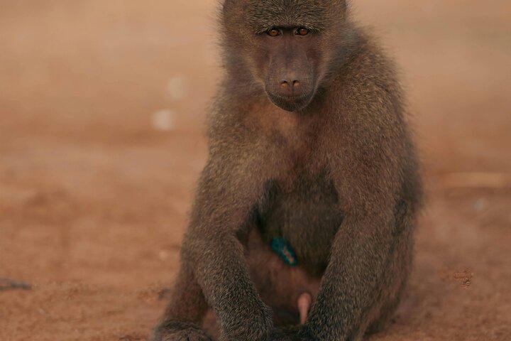 1 Day shared Safari Trip to Mikumi Np from Dar es salaam by Train