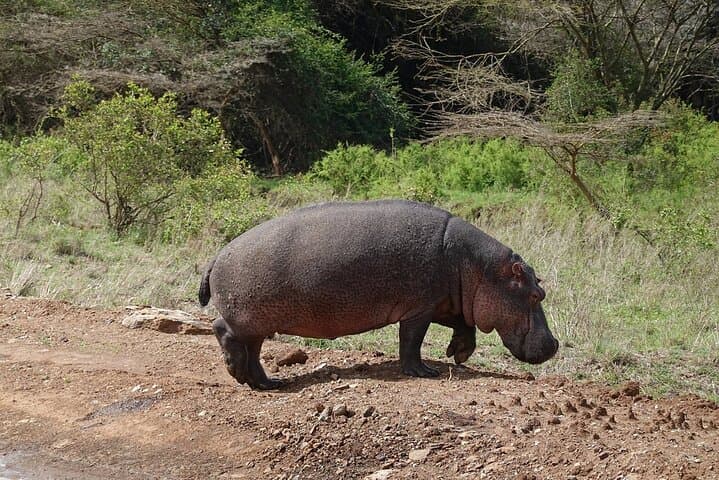 Private Half Day Tour at Nairobi National Park