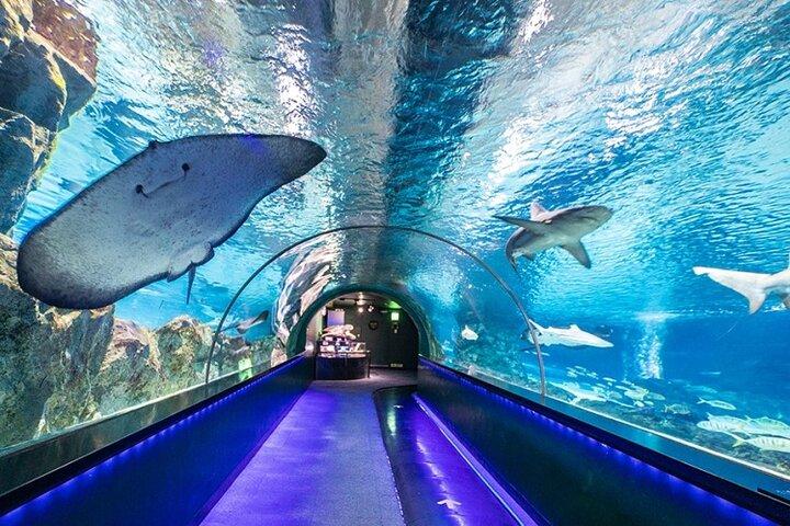 Private Car Tour to Coex Aquarium Seoul