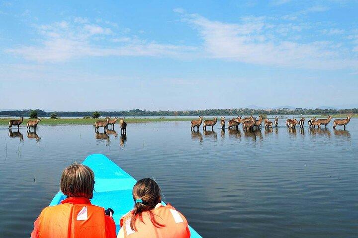 Crescent Island Walking Safari & Naivasha Boat Ride