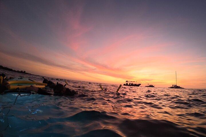 Kona Night Manta Ray Snorkel | Small Group Experience
