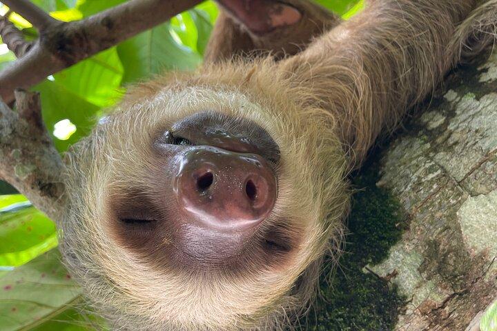 Discover Cahuita National Park Tour