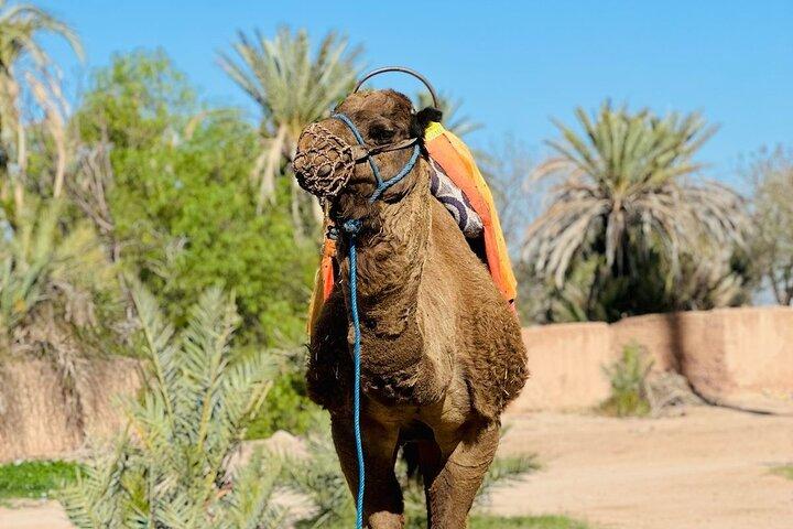 Dromedary at the Palmeraie of Marrakech