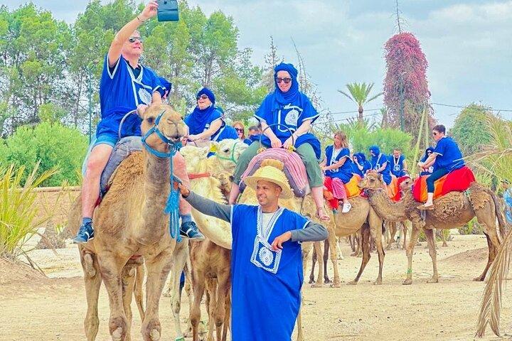 Dromedary at the Palmeraie of Marrakech