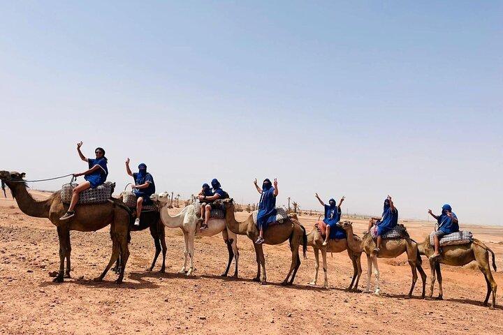 Dromedary at the Palmeraie of Marrakech