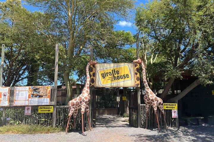 Cape Town: Cheetah Experience and Giraffe Visit with Wine Tasting