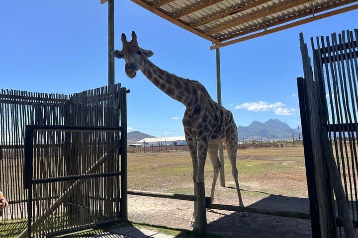 Cape Town: Cheetah Experience and Giraffe Visit with Wine Tasting