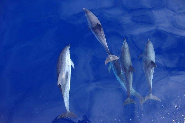 São Miguel, Azores: Whale and Dolphin Watching Tour