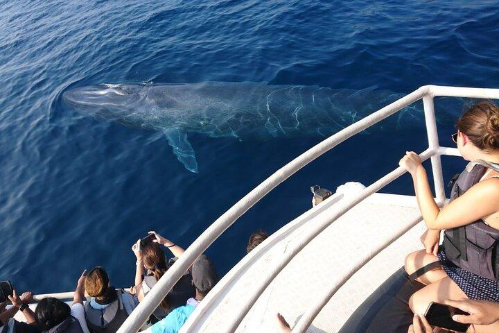 Mirissa Whale & Dolphin Watching Cruise with Geeth’s Crew