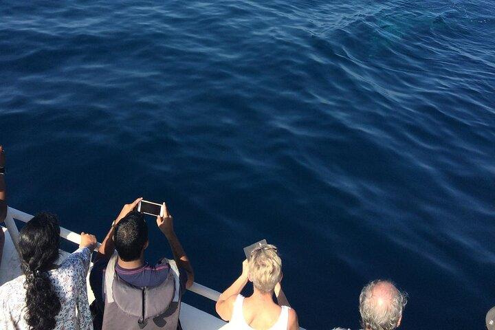 Mirissa Whale & Dolphin Watching Cruise with Geeth’s Crew