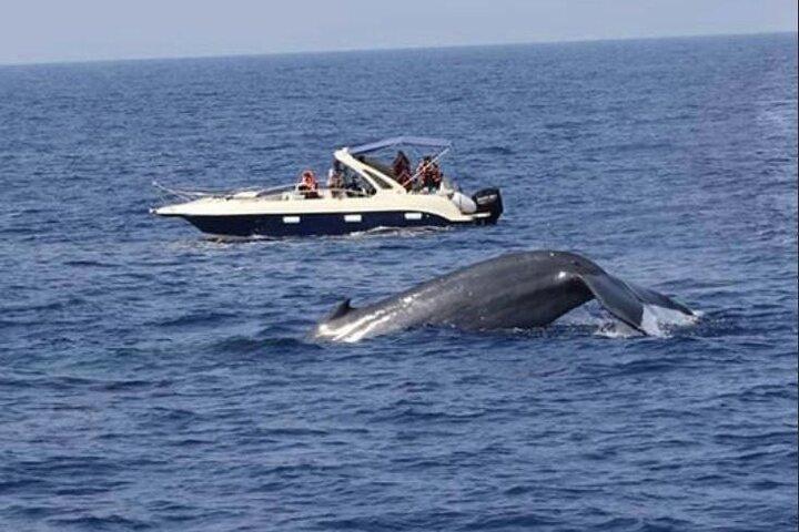 Mirissa Whale & Dolphin Watching Cruise with Geeth’s Crew