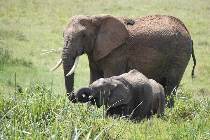 4 Days Maasai Mara Group Joining Safari in 4WD