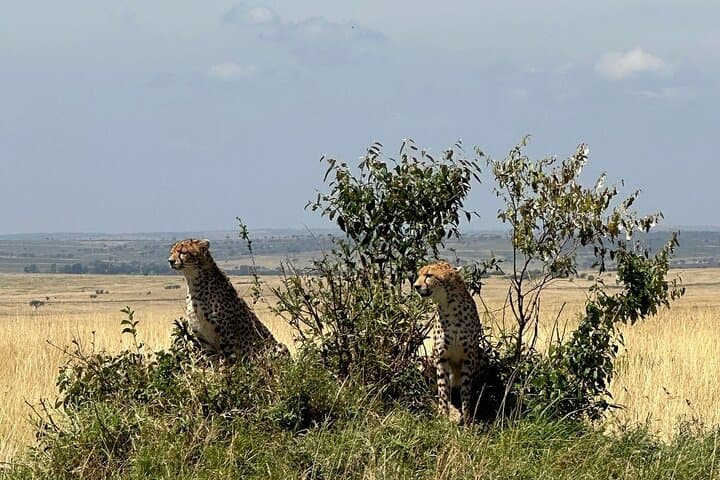 4 Days Maasai Mara Group Joining Safari in 4WD