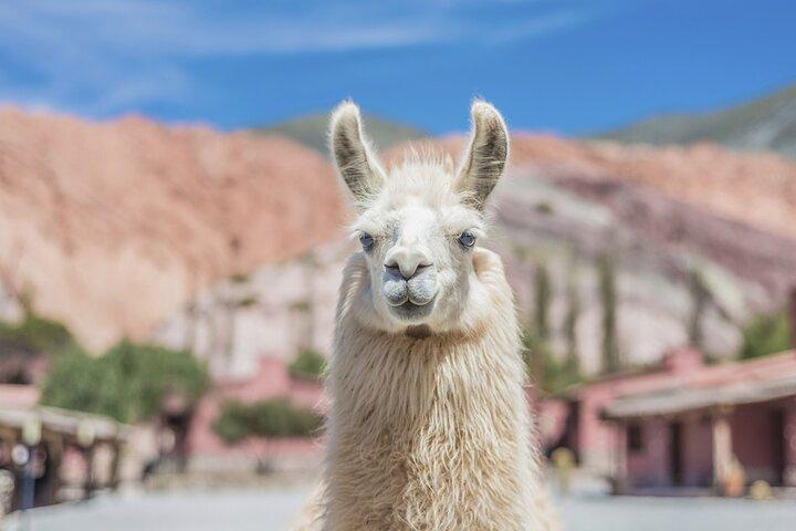 Salinas Grandes and Purmamarca Full Day Tour
