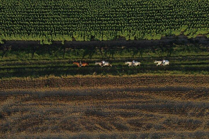 Horse Riding and Wine Tasting Experience