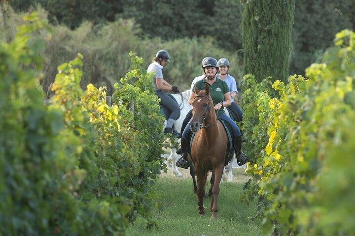 Horse Riding and Wine Tasting Experience