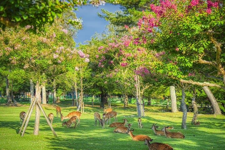From Osaka or Kyoto: Kyoto and Nara 1-Day Bus Tour