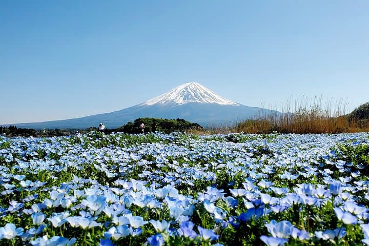 3 Days, 1. Tokyo, 2.Mt. Fuji & 3. Hakone Private Tour from Tokyo