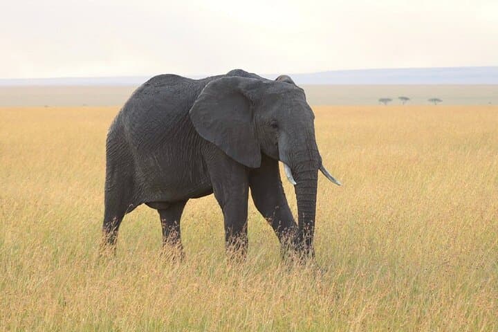 2 Days Amboseli Safari Adventure from Nairobi Classic Game Drives