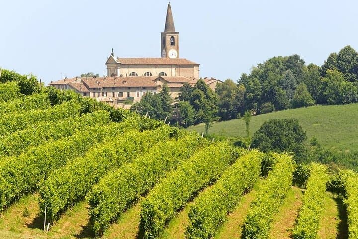 Vineyards in Summer Milan’s Perfect Wine Tasting & Lunch