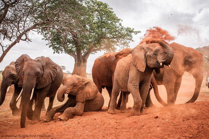 Amboseli National Park Game Drive Day Trip