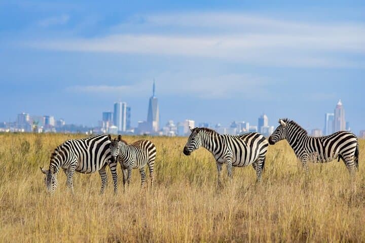 Nairobi National Park Night Game Drive