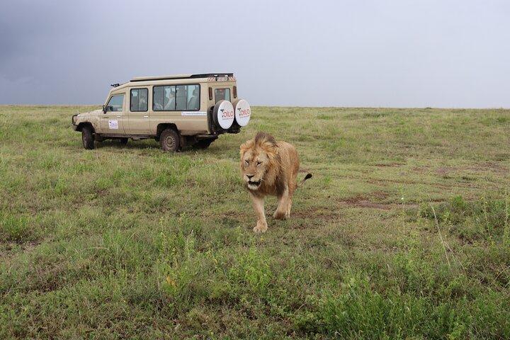 4-Days Group Camping Tour to Tarangire Serengeti Ngorongoro