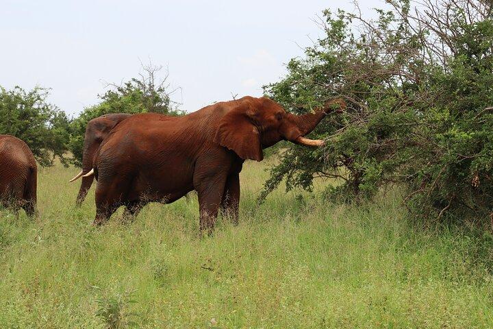 4-Days Group Camping Tour to Tarangire Serengeti Ngorongoro