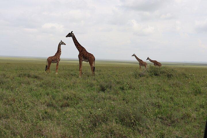 4-Days Group Camping Tour to Tarangire Serengeti Ngorongoro