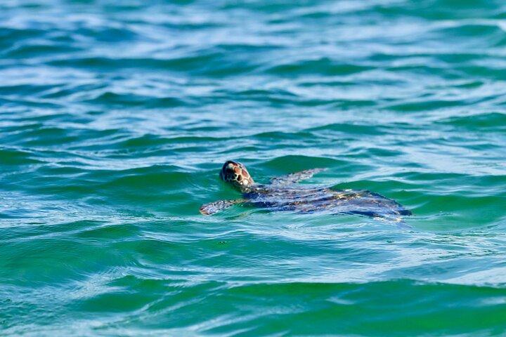2-Hour Private Sightseeing Dolphin Tour in Panama City Beach